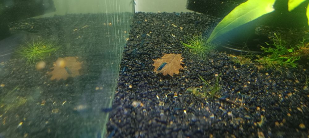 Krewetki blue Velvet niebieskie 10 szt