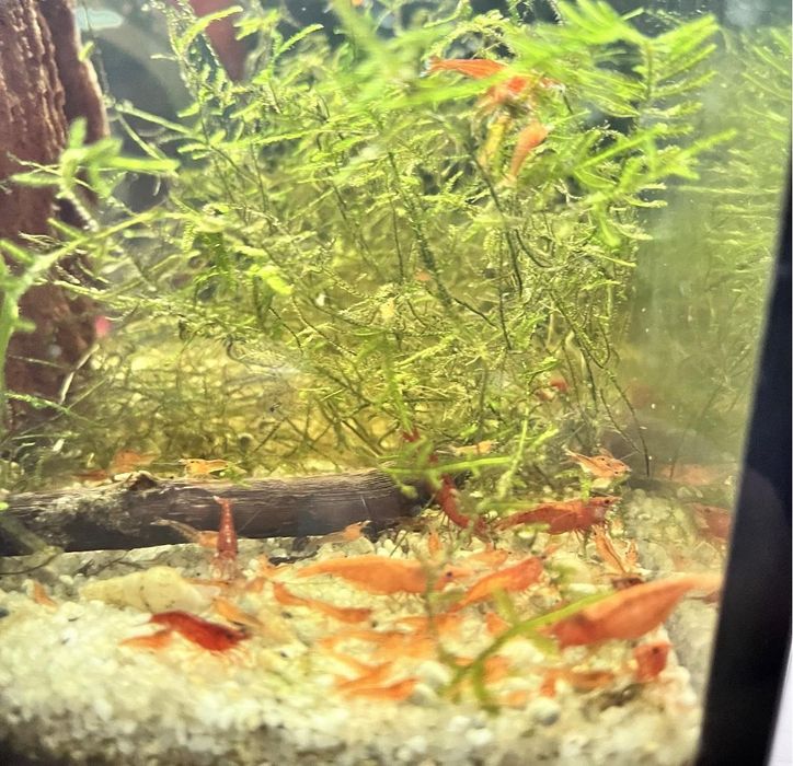 Camarões neocaridina red fire