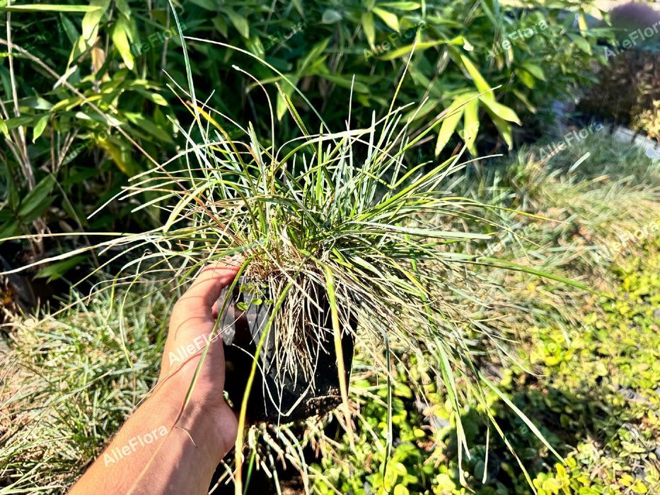 Sesleria skalna (Sesleria caerulea) Trawa ozdobna na skalniak 1.0L