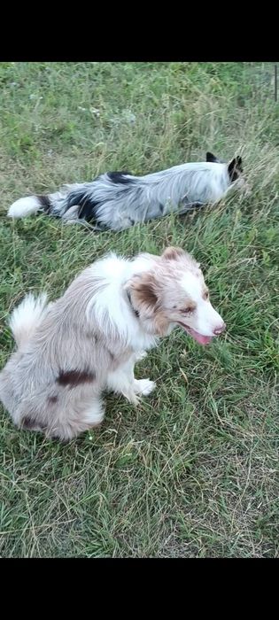 Цуценята Бордер колі