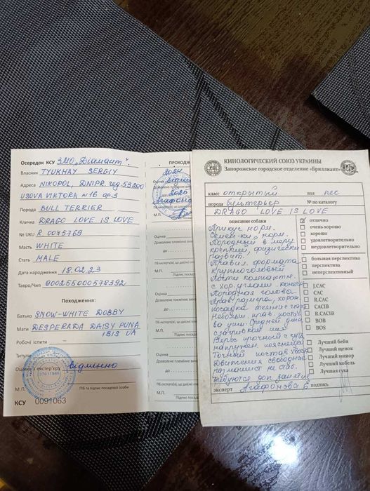 Бультерьер для вязки