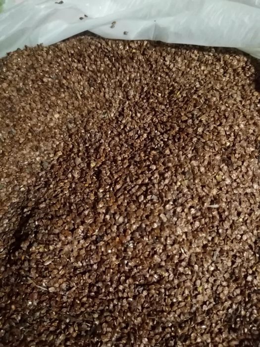 Продам насіння вільхи