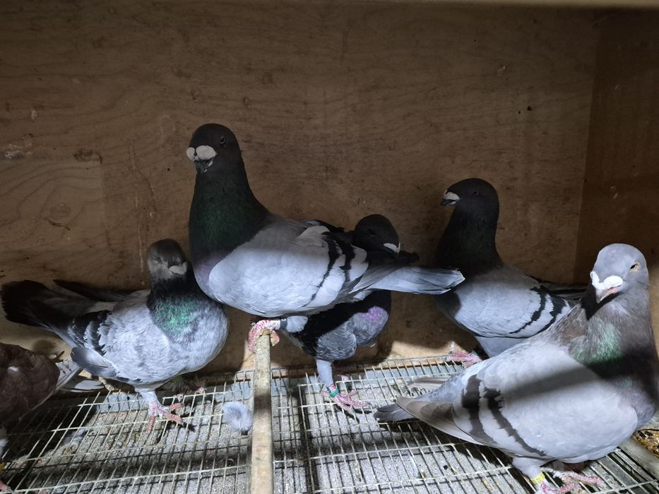 Disponíveis Tremedor de Stargard  Bruneres  Mookes  Frizadas carrieres