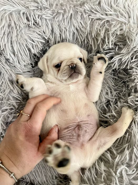 Mops biały samiec unikat