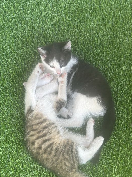 kotki do adopcij