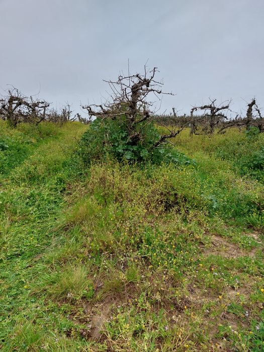 Limpeza de terrenos, corte, manutenção