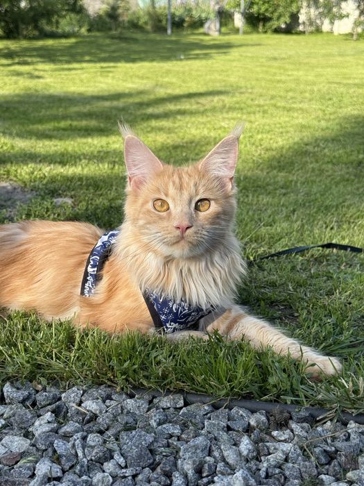 Продам котят мейн куна