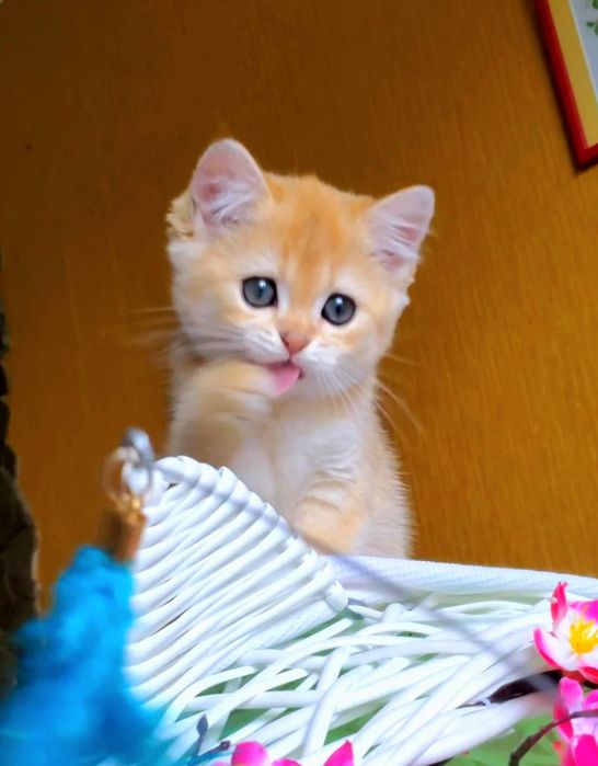 Малышечка ждет маму) Нежные котята золотая шиншилла.