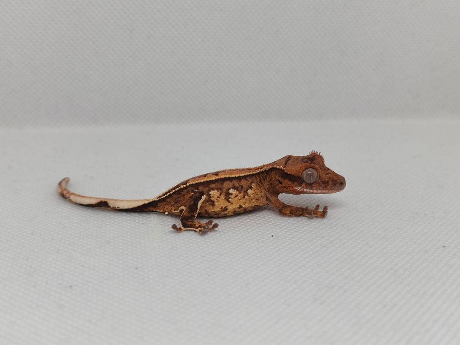 Gekon Orzęsiony NSEX Harlequin Reverse Pinstripe