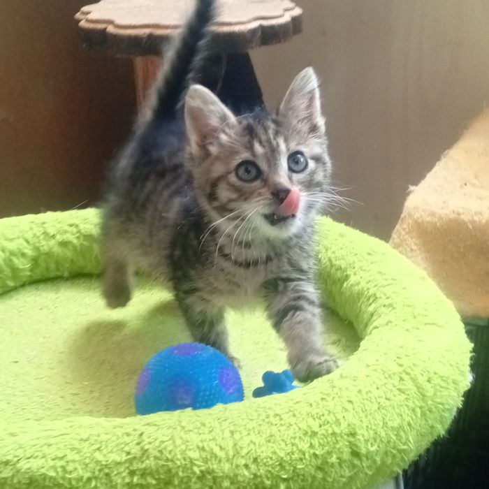 Кошеня дівчинка в любяшую родину