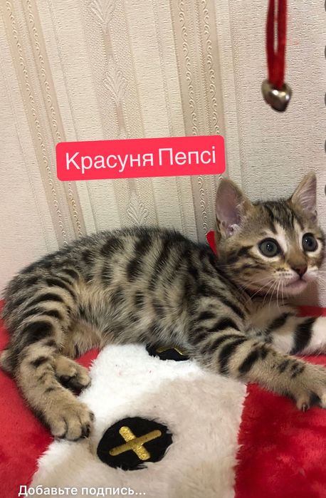 Бенгальські кошенята