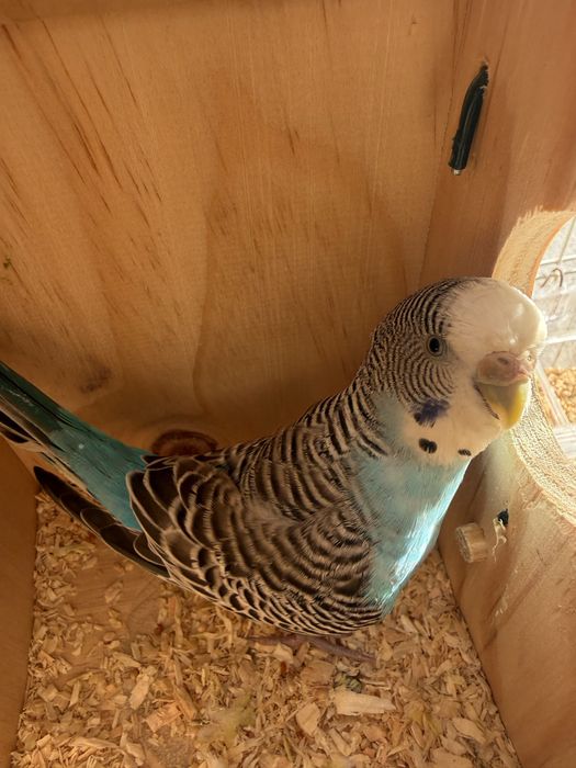 1 femeaa periquitos australianos com gaiola e comedouro