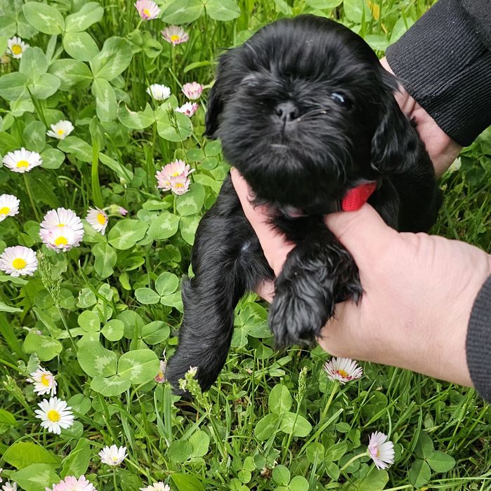 Shih tzu gen czekoladowy sunia