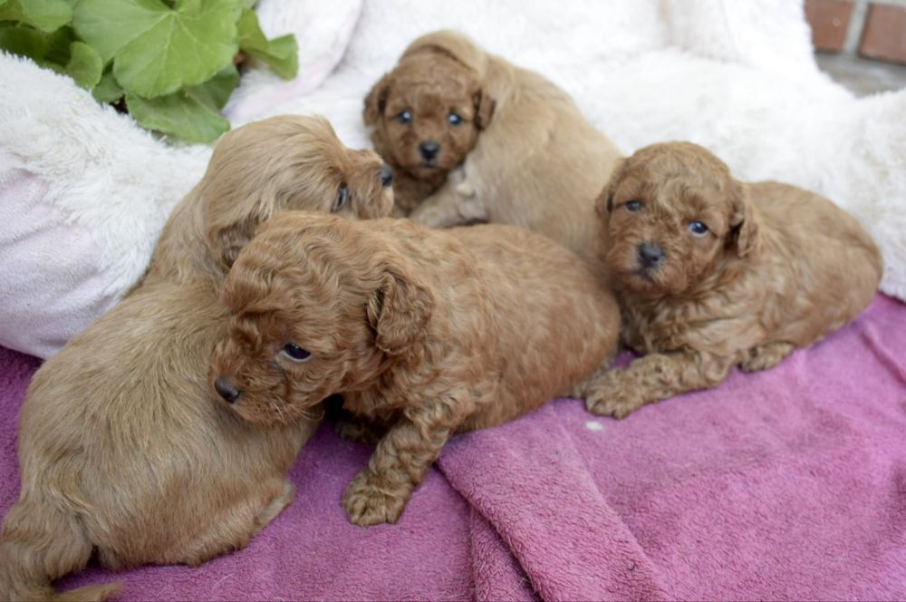 Maltipoo przepiękna dziewczynka