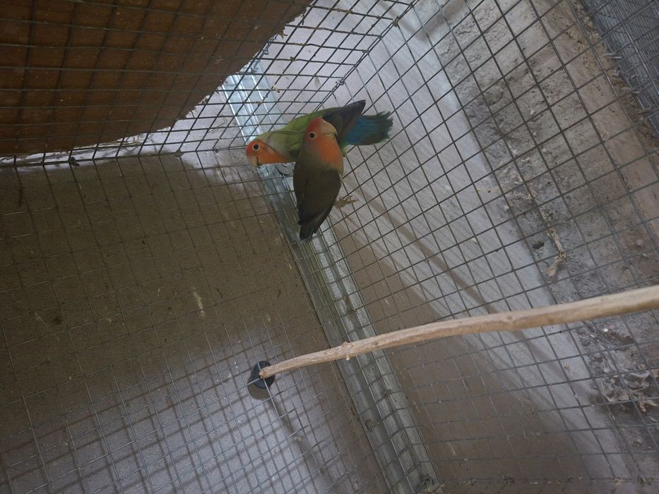 Vendo casais de agapornis