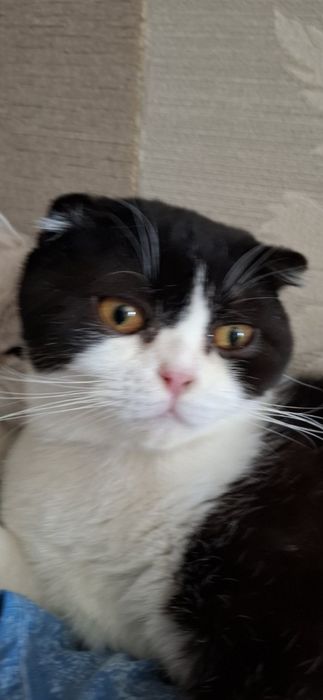 Шотландські коти