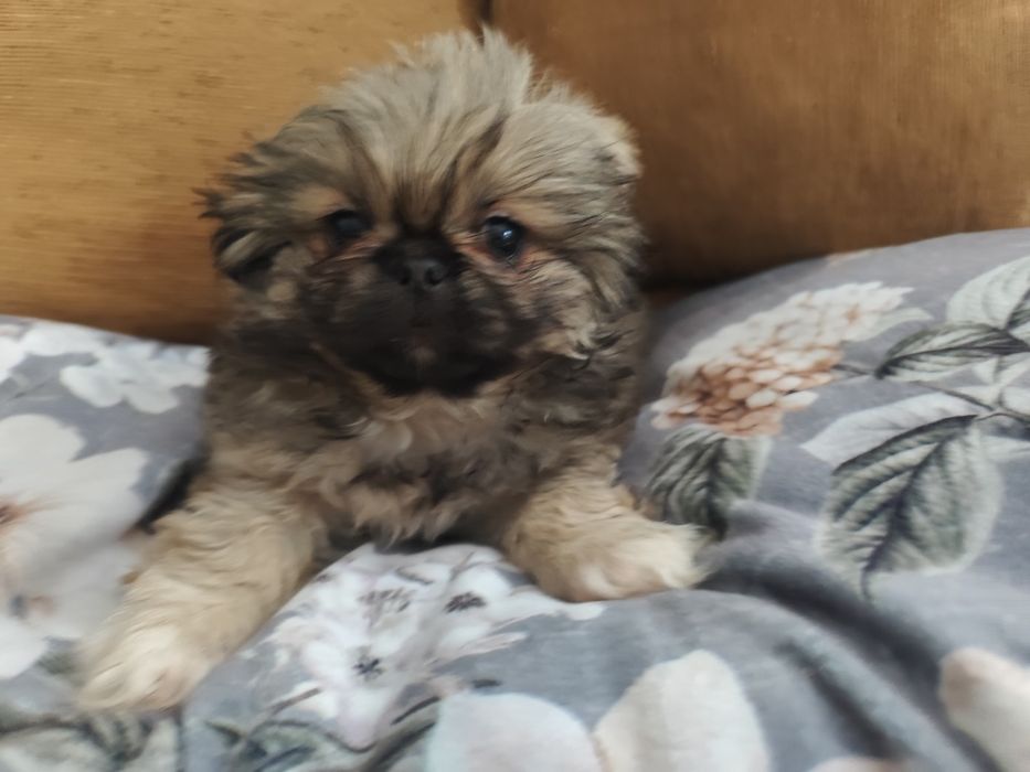 дівчатка карликового  пекінеса