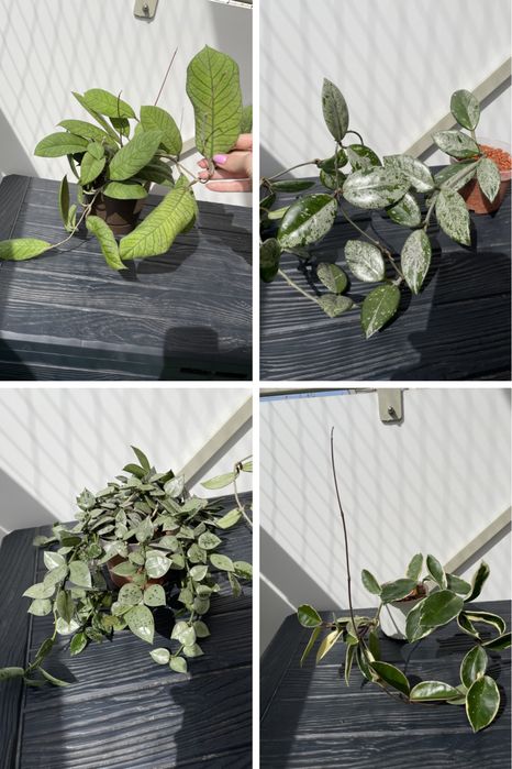 Hoya mix wibergie, callistiphylla, macrophylla, sabah… cięte węzły