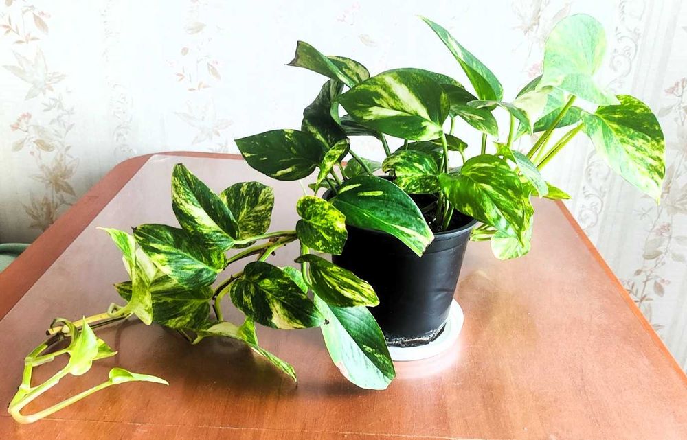 Filodendron pnący Epipremnum ‘Hicolor’ zwane również ‘Golden Queen’