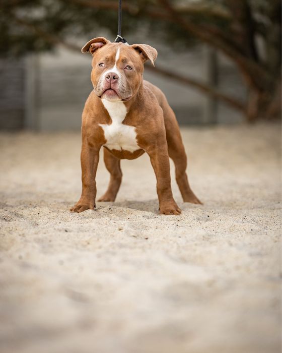 Suczka american bully szczeniak abkc classic