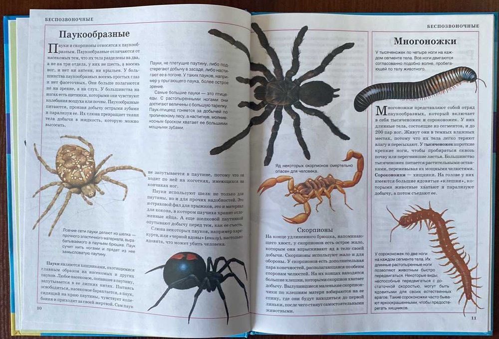 Книга "Животные" Клэр Астон 2008 год ККСД