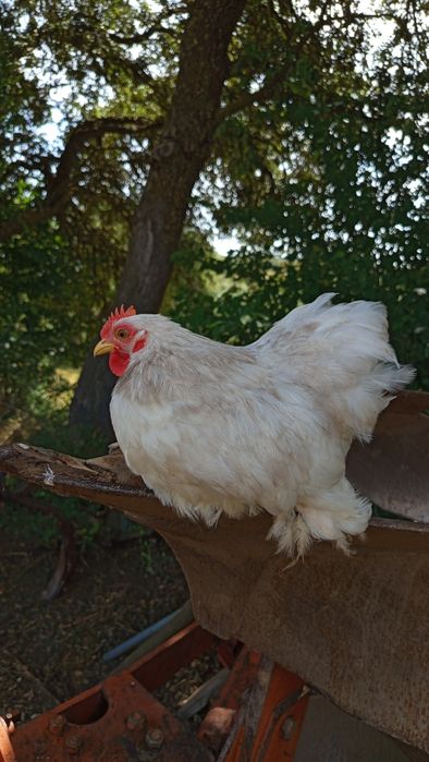 Galo Pekin Bobtail - 4 meses