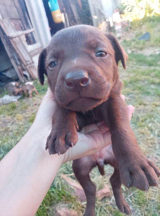 Віддам цуциків в хороші руки