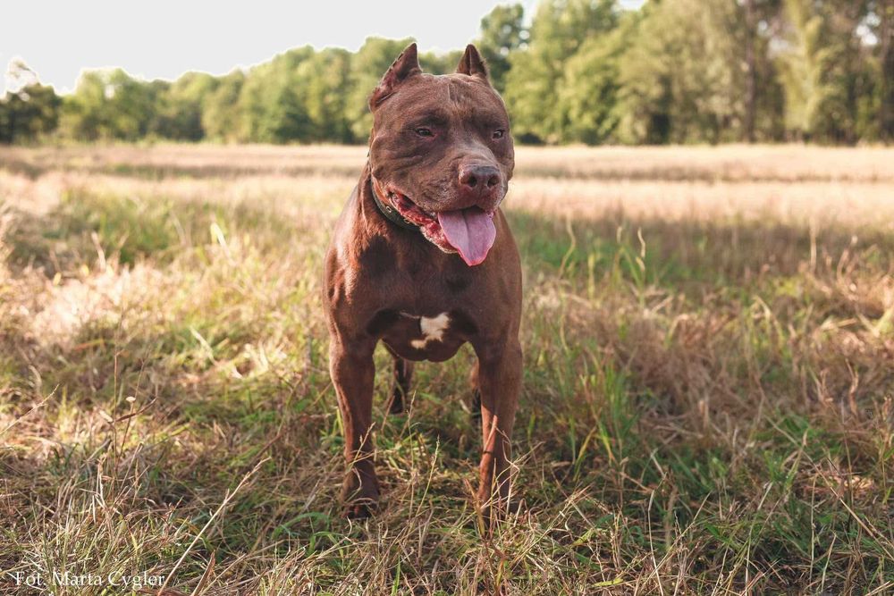 Do adopcji Shadow pies w typie pitbulla, TTB Poznań