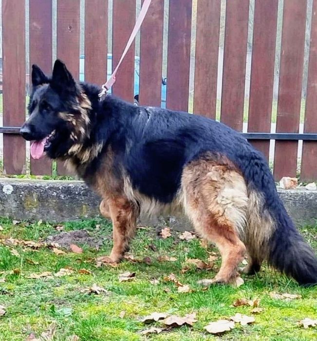 Czarny owczarek niemiecki