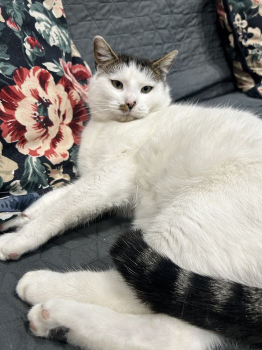 Edek czeka na nowy dom ! Stowarzyszenie KociMiętka