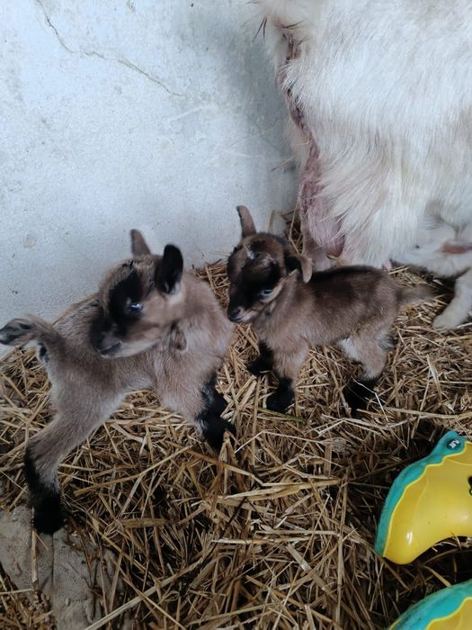 Vendo Cabra Anã - 1 mês vida