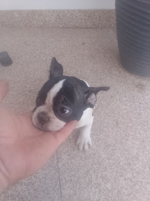 Bulldogue francês