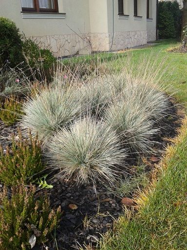 Niebieska trawa Kostrzewa sina Eliah Blue na skalniaki rabaty