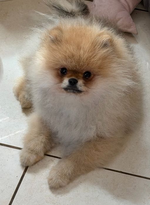 Szpic miniaturowy / pomeranian obłedny miś  GWIZDA FCI
