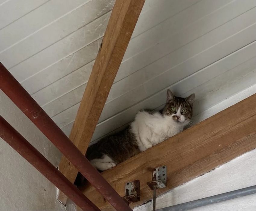 Kotka Belka do adopcji!