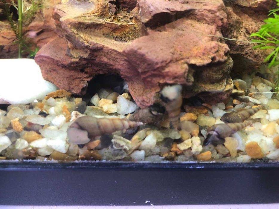 Caracois para aquario
