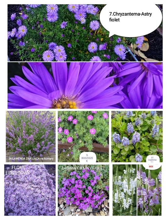 Sadzonki kwiatów wieloletnich i zimujących