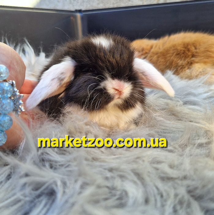 Карликовий кролик, що підкорює серця — Mini Lop