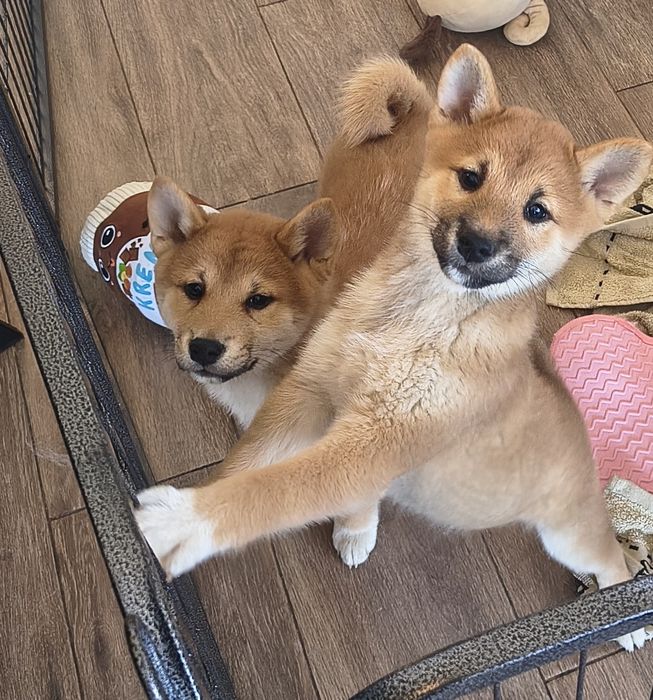 Shiba Inu piesek