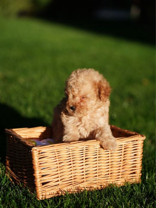 Хлопчик мальтіпу – малюк, що принесе у дім теплоту та радість