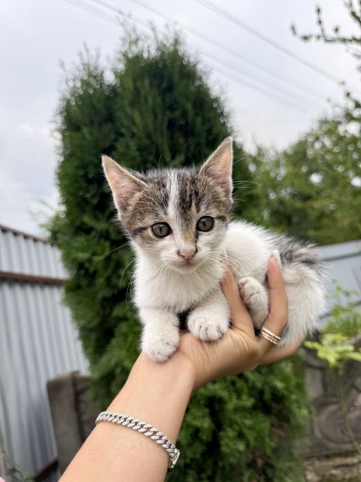 Віддам котика в добрі руки БЕЗКОШТОВНО