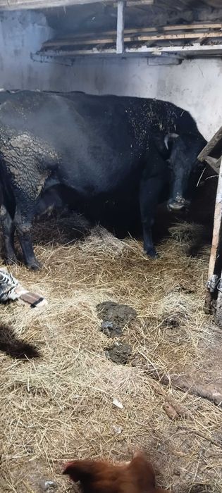 Продам 2 корови молочні