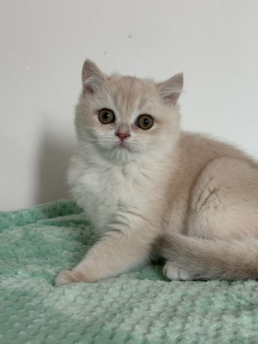 Chłopczyk brytyjski