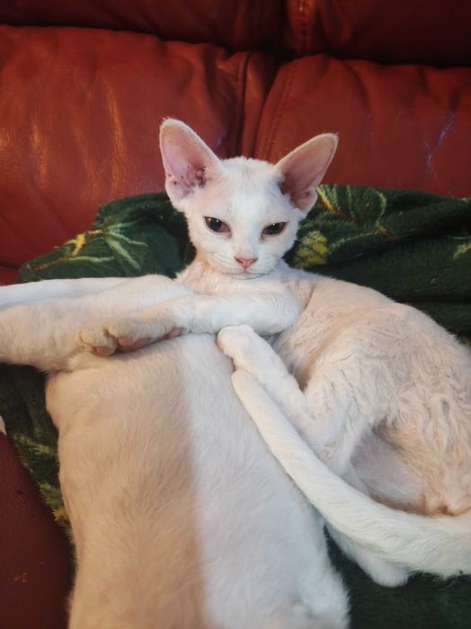 Piękna koteczka Iskierka, Devon rex, FPL