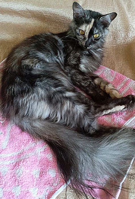 Девочка метис Мейн Кун и шотландец