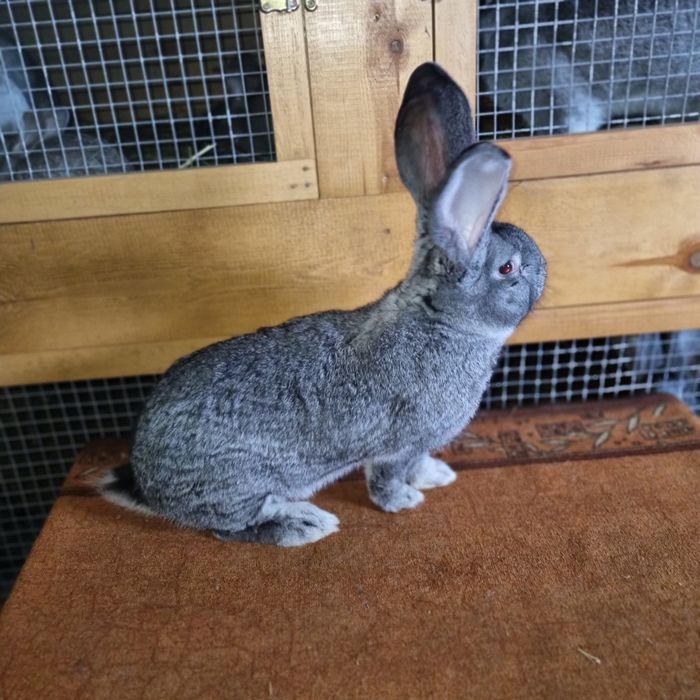 Belgijski olbrzym szynszlowy