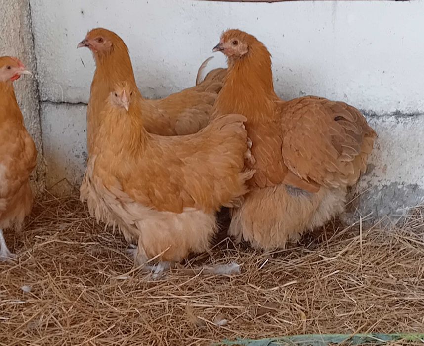Galinhas de Raça PURA