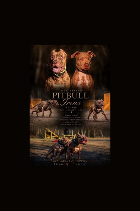 Щенки Американський Пітбуль Терьер. Пітбуль. Pitbull.