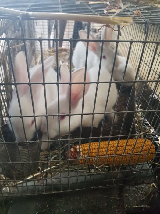 Продам Кролики самці та самки