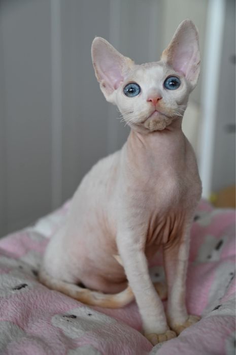 Kocurek Pixel Devon Rex